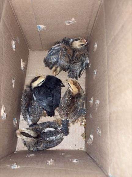 6 Banty Chicks