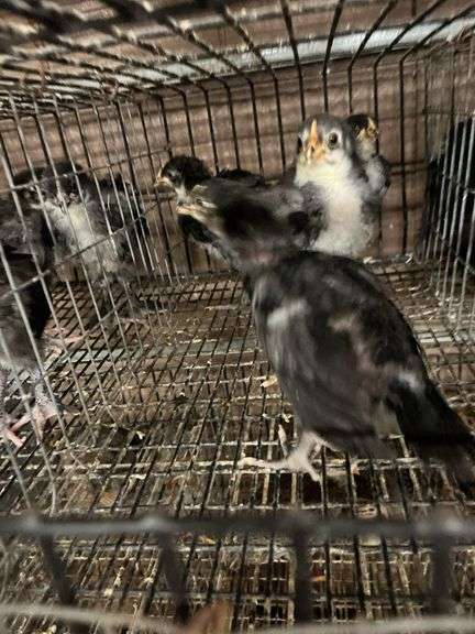 4 White Face Black Spanish Pullets