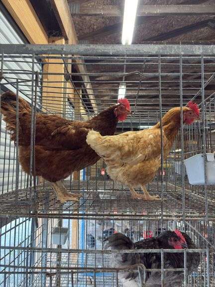 2 Barnyard Mix Hens