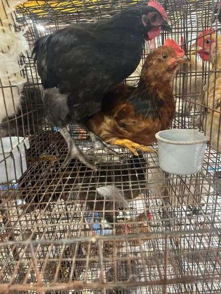 2 Barnyard Mix Chickens