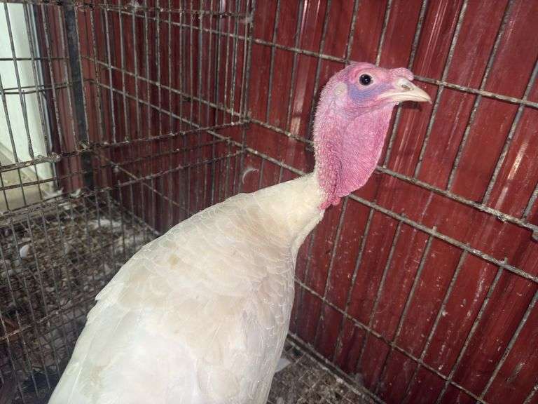 Heritage Tom Turkey - 5 Months Old