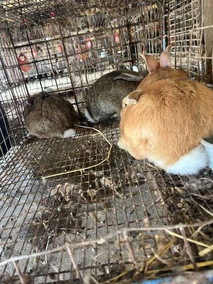 4 Meat Rabbits