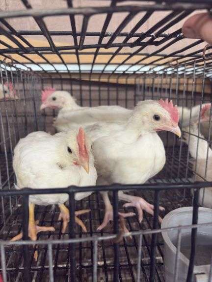 3 White Leghorn Cockerels