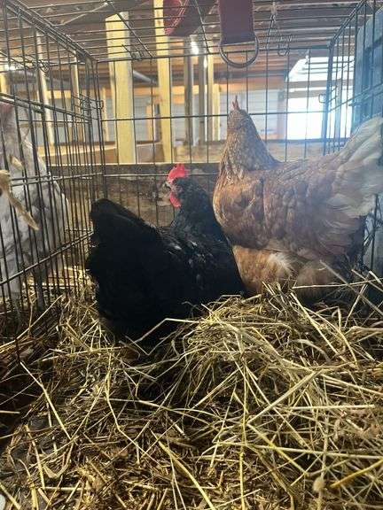 2 Laying Hens - 1 Jersey Giant "Gertie" & 1 Golden Comet "Comet"