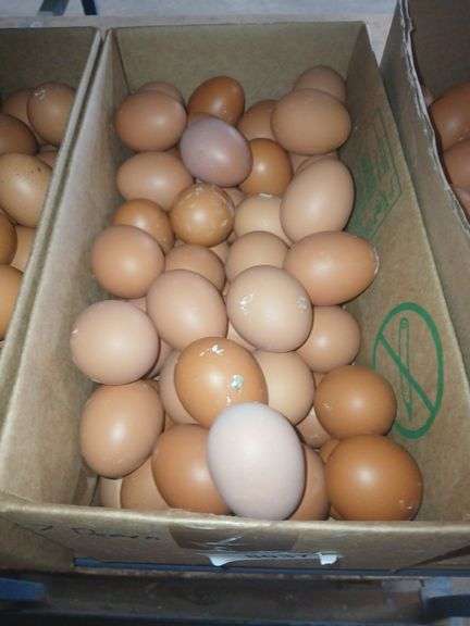7 Doz Large Brown Eating Eggs