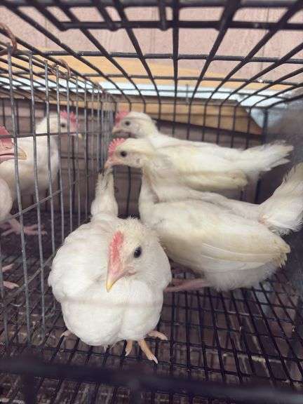 3 White Leghorn Cockerels