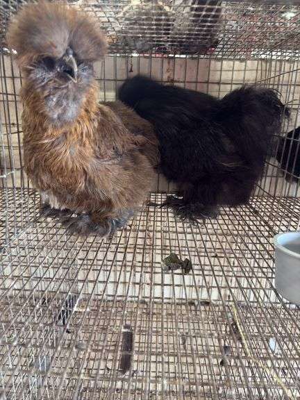 Stunning Pair of Show Quality Silkies