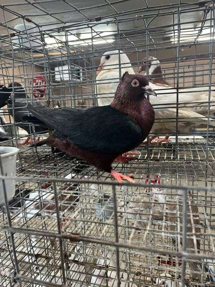 Unsexed Arch Angel Pigeon