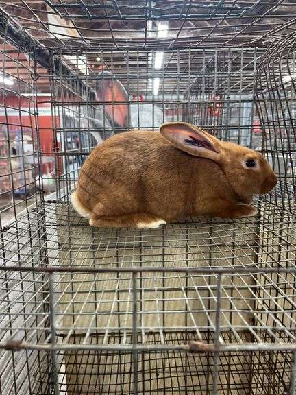 New Zealand Red Buck - 3.5 Mos Old