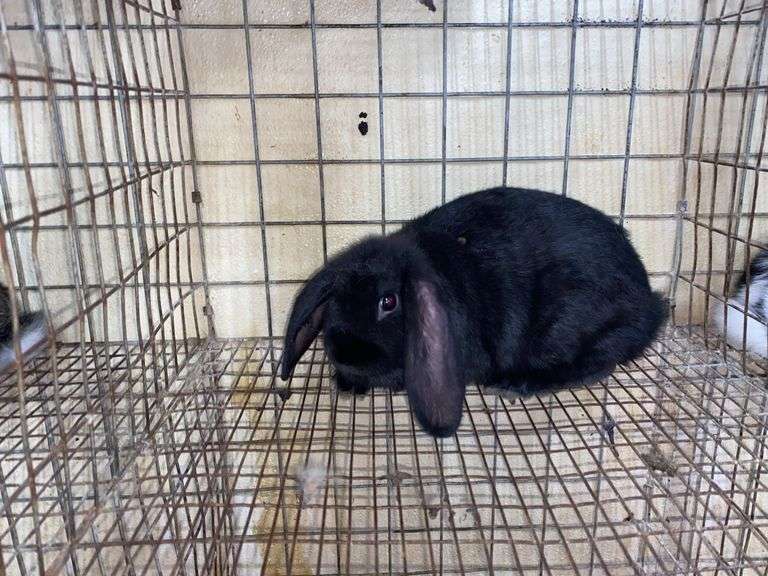 Mini Lop Cross Buck