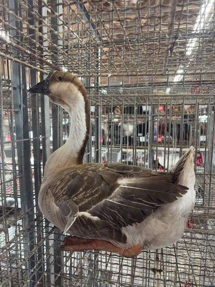 African Goose Hen