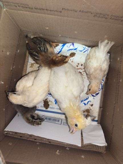 5 Chicks - 3 White, 1 Brown Feather Bantam & 1 Brown Bantam