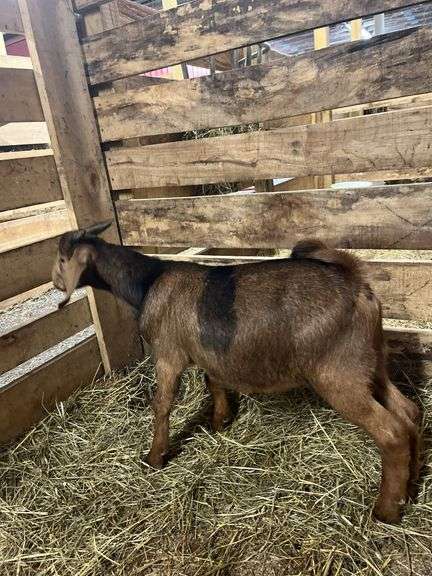 Brown & Black Spotted Boer Billy