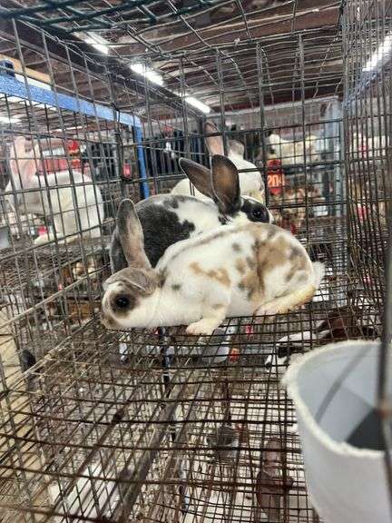 2 Mini Rex Does