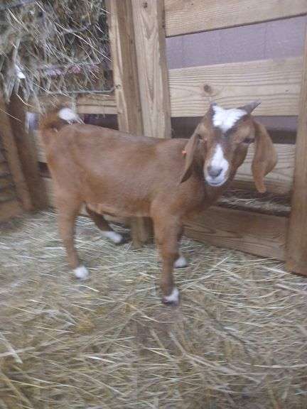 Brown & White Boer Nanny