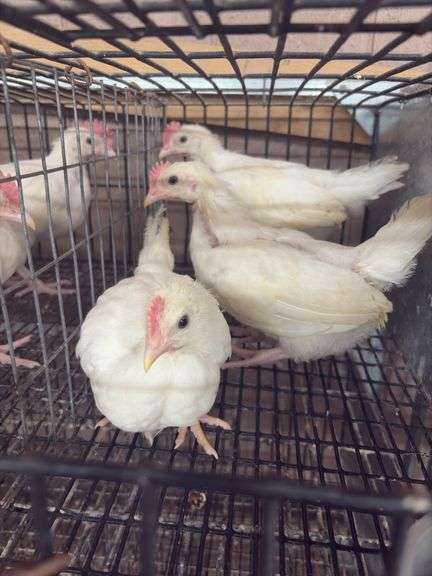 3 White Leghorn Cockerels
