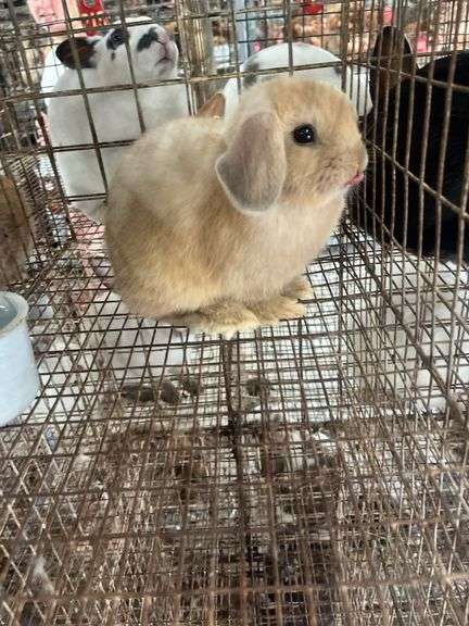 2 Bunnies