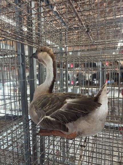 African Goose Hen