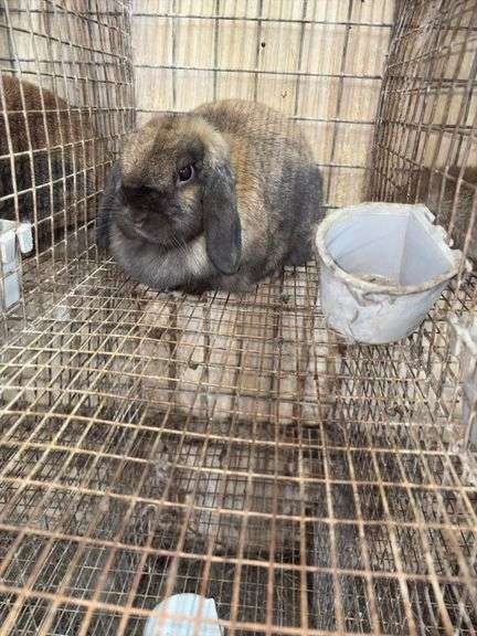 Holland Lop Doe "Rozzy"