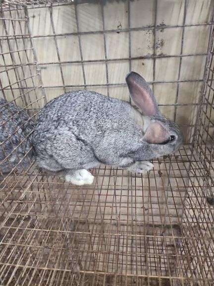 American Chinchilla Doe w/ Pedigree - 9 Wks Old