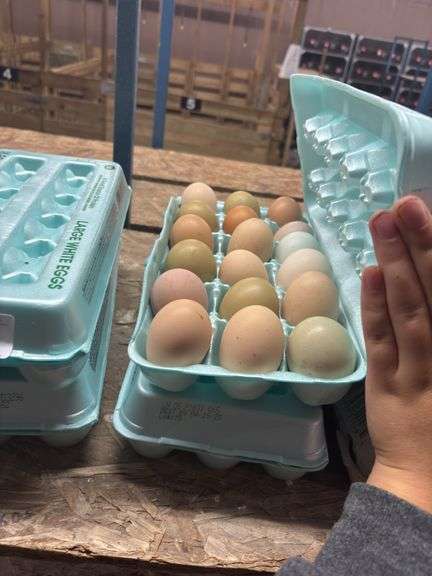 3 Doz Mixed Brown Eating Eggs