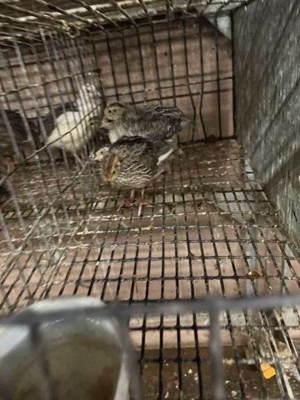 5 Celadon Quail