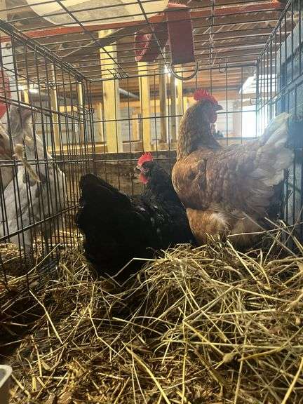 2 Laying Hens - 1 Jersey Giant "Gertie" & 1 Golden Comet "Comet"
