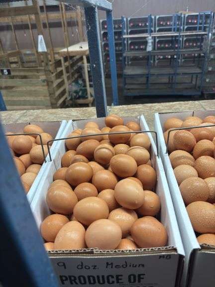 9 Doz Medium Brown Eating Eggs