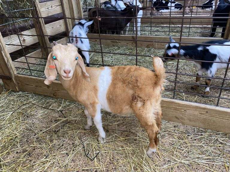 Tan & White Boer x Kiko Nanny