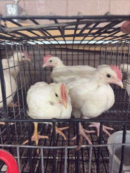 3 White Leghorn Cockerels