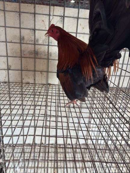 BB Red Banty Rooster