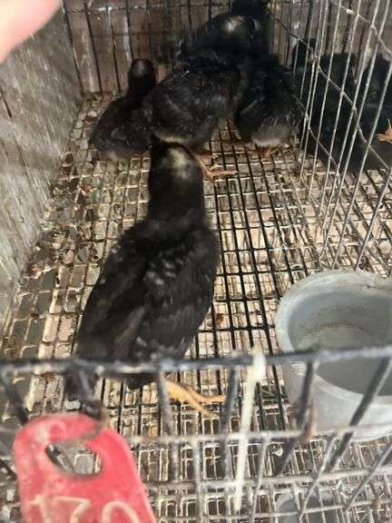 5 Rustic Rock Pullets