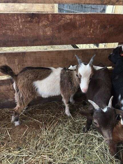 Brown & White Nigerian Dwarf Billy