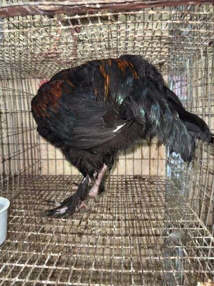 Black Copper Maran Rooster - From Dark Lines