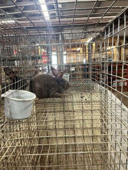 Brown Flemish Giant Mini Rex