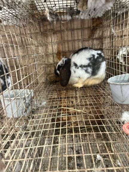 Mini Lop Cross Doe - 10 Wks Old