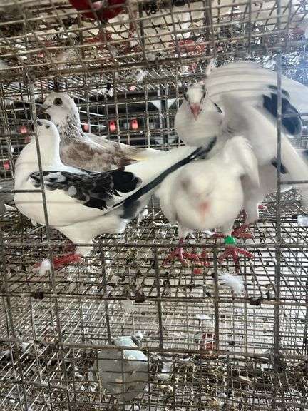 4 Young Homing Pigeons