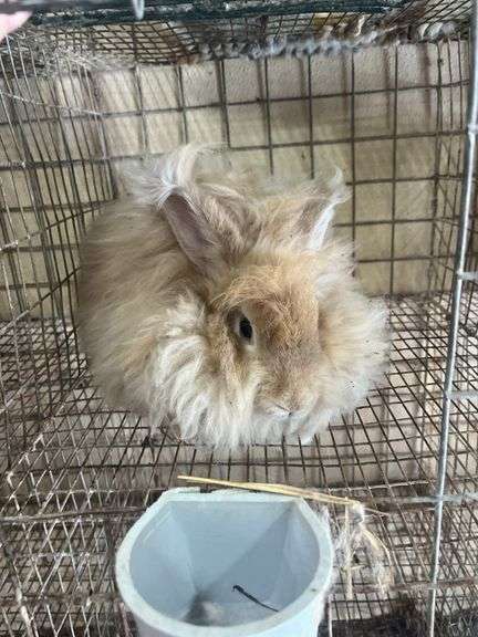 Peach English Angora Doe