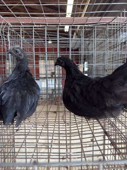2 Ayam Cemani Hens
