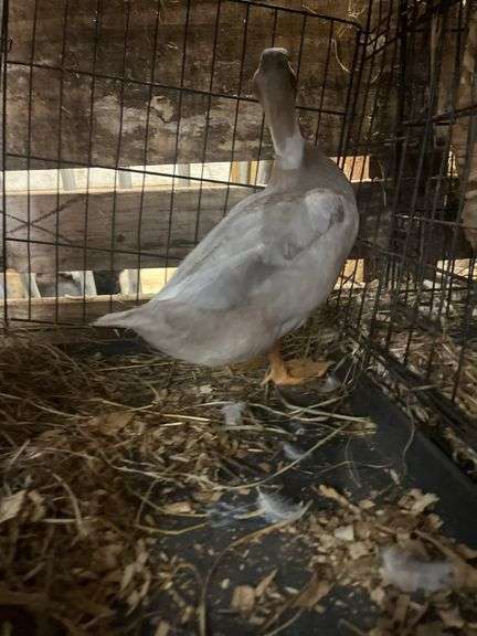 Silver Swedish Hen - 5-6 Months Old