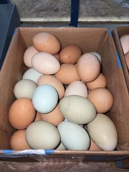 3 Doz XL/L Eating Eggs