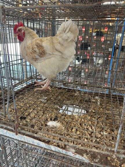 Rooster
