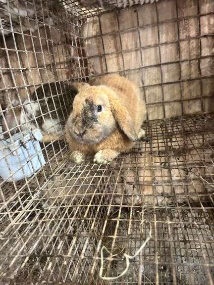 Orange Holland Lop Buck