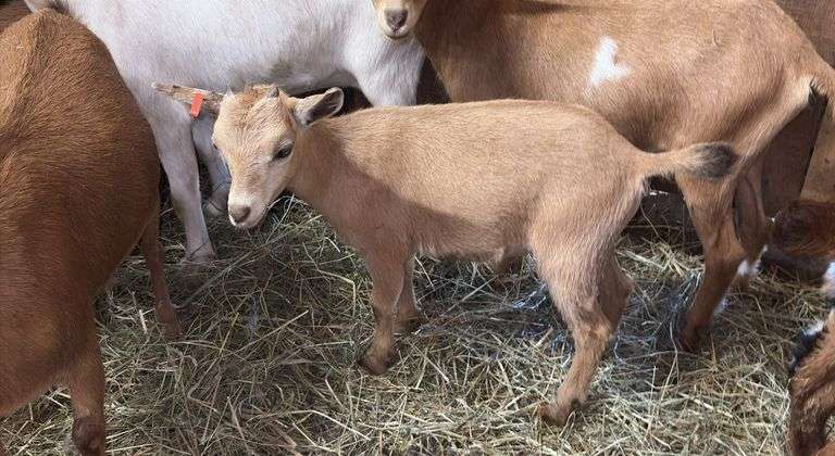 Tan Nigerian Dwarf Nanny - 2 Months Old