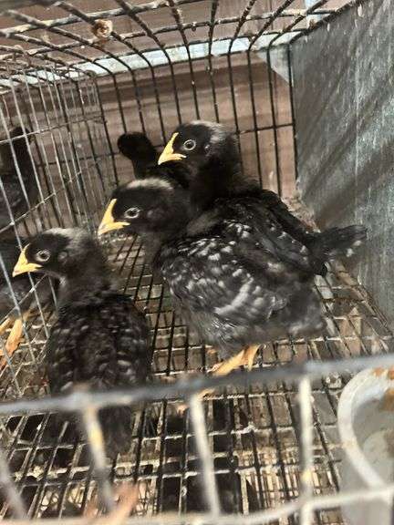 5 Rustic Rock Pullets