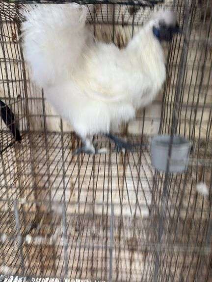 Silkie Rooster - 4 Mos Old