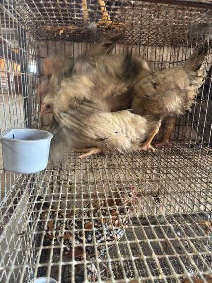 4 Delaware Pullets