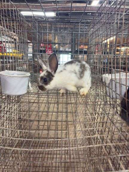 Brown & White Bunny