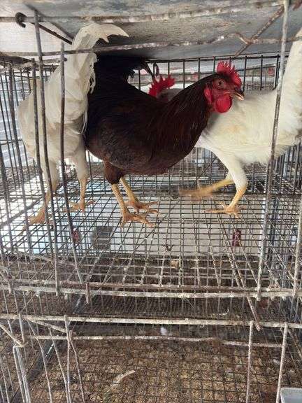 3 Roosters - 2 White Leghorn & 1 Rhode Island Rooster