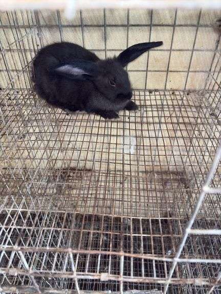 Flemish Mix Buck
